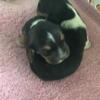 American Basset Hound puppies