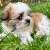 SOLD! Adorable Papillon Pom Peke-a-Tzu pups 2 boys.