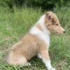 AKC Rough/Smooth Collies 2 litters