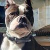 Boston Terrier Stud Service