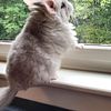 Chinchilla Kit For Sale