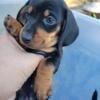 Non-registered Full Blood dachshund puppies