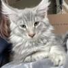 Blue Silver Male Maine Coon