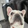 Frenchie 