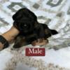 AKC longcoat German shepherd puppies health tested, titled, imported, world champion bloodlines