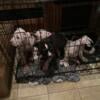 Puppies for sale 9 weeks old