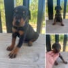 AKC Doberman Puppies Black/Rust M/F Excellent Family Dogs