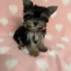 Teacup Yorkie Female