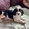 Springer Spaniel Puppies