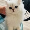 Female silver chinchilla persian kitten