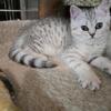Beautiful Scottish fold straight ears girl for sale. The D.O.B. is January 10th.