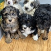 Wide variety of puppies for sale looking for great homes at reasonable prices PETCITYPETS 