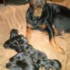 German Rottweiler puppies