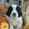 REDUCED! READY NOW! Southern Haven English Springer Spaniels AKC Puppies 