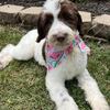 Bernedoodle Puppies