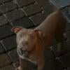 ABKC Registered Lilac American Bully Female 8 months old (in tact with full breeding rights)