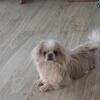 Pekingese -Mi-ki
