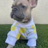 (Reserved) Lilac Fawn French Bulldog Female (Reserved)