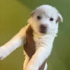 Huskies for sale