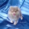 Exclusive rare exotic Lavender Pomeranian Puppy Male, blue eyes, mini size