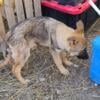 German Shepherd Puppies