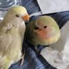 Baby lovebirds for sale