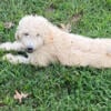 Standard Goldendoodle puppy for sale