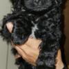 F1 Curly Cavapoo Male