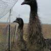 Unsexed, year old, emus