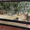 Small colony of dormice and supplies