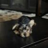 Yorkie ready. No deposit