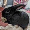 Blue Flemish Giant Rabbit: Big Friendly Giant