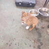 Puppy's pitbull