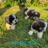 Shih Tzu Female Puppies 10 Weeks Old