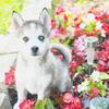 Micro and Mini husky pomsky puppy