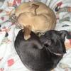 Bonded Pair