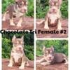 Chocolate Tri Female Bullies