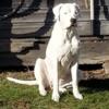 Dogo Argentino Puppies