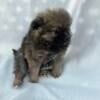 Full blood female Pom Puppy