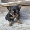 Chorkie Boy Puppies