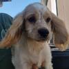 Cockapoo/Cavapoo