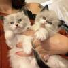 Floppy Ragdolls