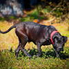 American bandogge