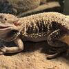 Young bearded dragon