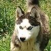 Siberian Husky puppies 