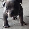 6 Weeks old beautiful Bully Pups