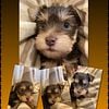 AKC CHOCOLATE MALE YORKIES