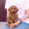 ShihPoo F1b Puppies - Ready to Go Home! Hypoallergenic!