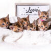 Bengal Kittens Available! 1 Male 1 Female