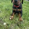 AKC Big Bone European Doberman Puppy Male Red (SOLD)